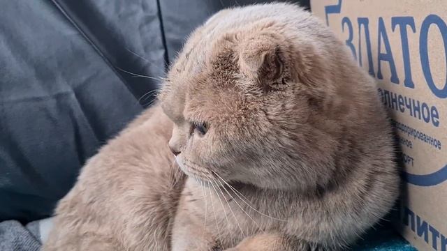 ?С ЮГА на СЕВЕР. Автопутешествие на 10000 км Дорога из Крыма на СЕВЕР. Путешествие на Машине с КОТО смотреть онлайн