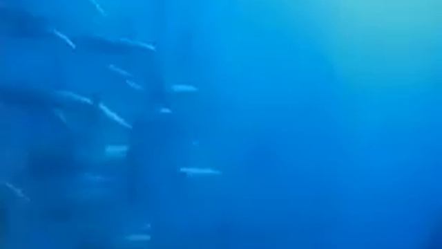 Рассказы о крупных рыбах смотреть онлайн