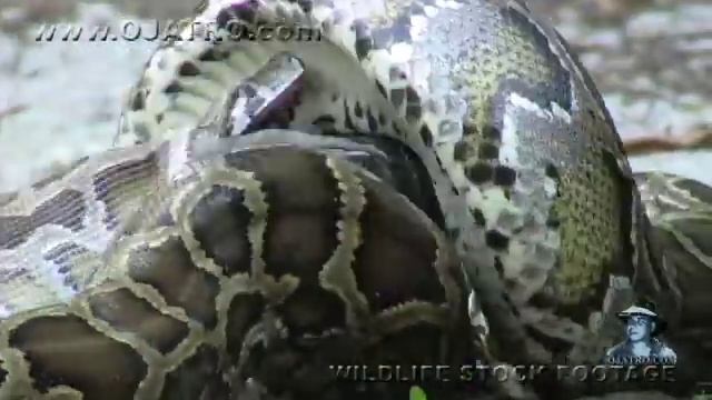 Python eats Alligator 03 - Time Lapse - Reverse смотреть онлайн