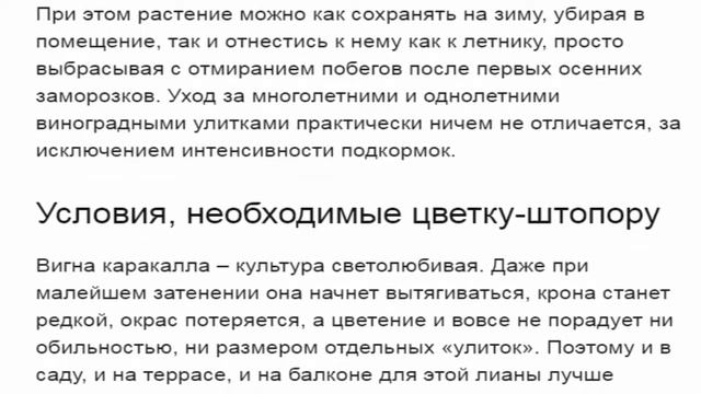 Вигна каракалла и ее цветки улитки смотреть онлайн