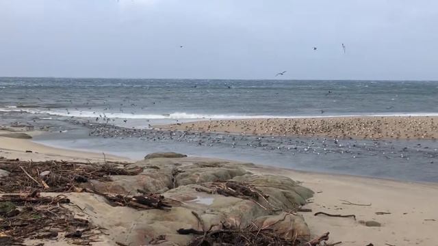seagulls playing on the carmel river lagoon stormy weather 2019 смотреть онлайн