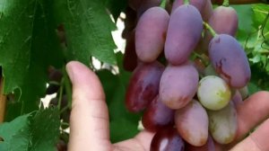 сорт винограда Придорожный.