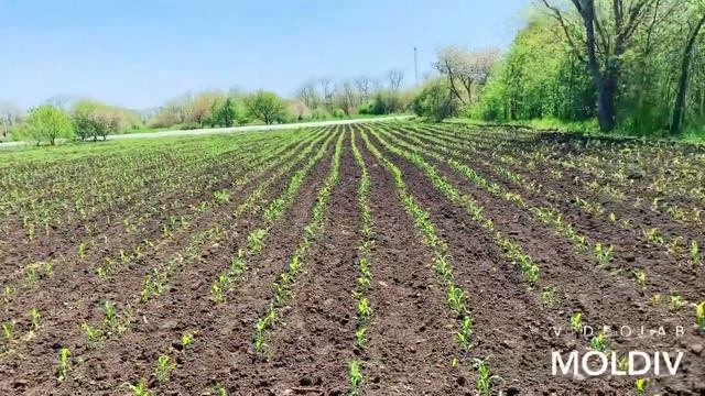 КУКУРУЗА СУПЕР СЛАДКАЯ смотреть онлайн
