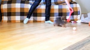 шпиц карликовый (померанский) щенок двухмесячный что значит темперамент