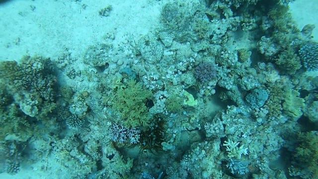 Египет.Красное Море и его незабываемые ни кем "Рыбки-Нэмо".Июль2019 смотреть онлайн