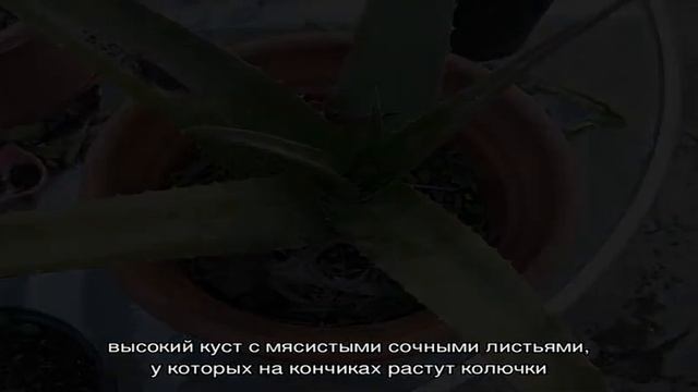 Записи с тегом 'алоэ' смотреть онлайн