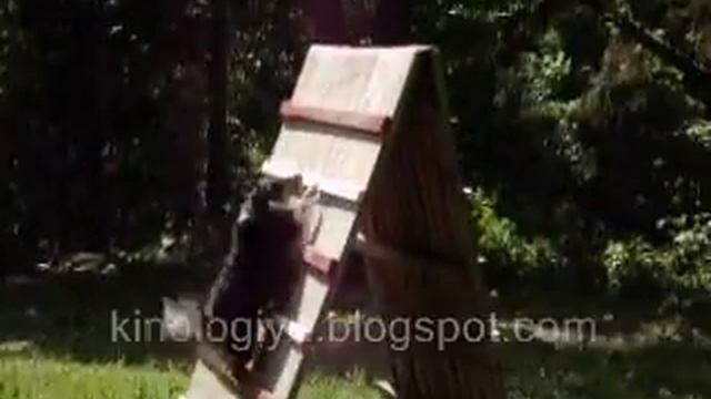 Маленькие собачки не хуже больших смотреть онлайн