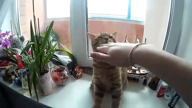 Игра с котом по имени Маркус) смотреть онлайн