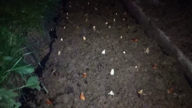 Тюльпаны как на выгонку на постоянное место смотреть онлайн