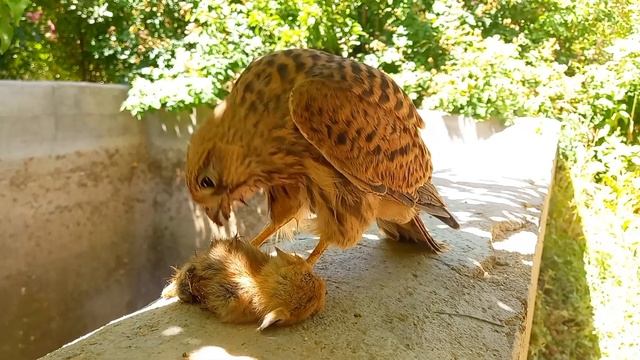 The Eagle That Hunts The Mouse And The Battle That Takes Place Between The Hawk And The Eagle???