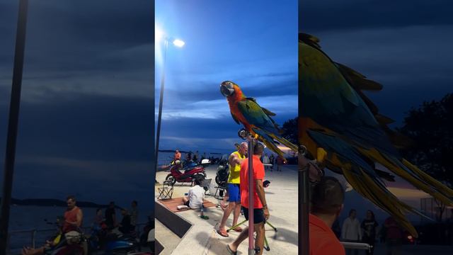 Яркие краски в каждом кадре🦜