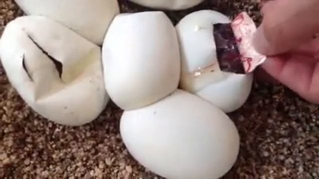 Cutting eggs Toffee x Spider ball python смотреть онлайн