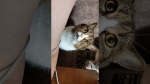 Веселый кот