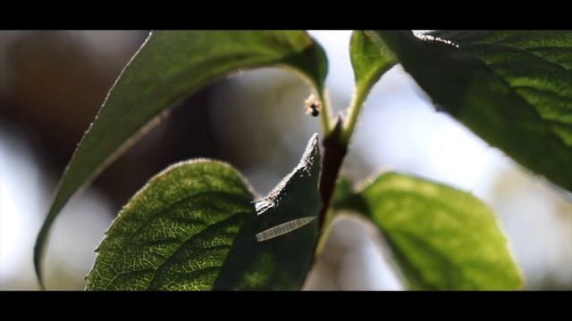 Canon Rebel T8i (850D) Video Test | Cinematic смотреть онлайн