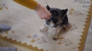 Как научить собаку команде «голос»: видеоинструкция