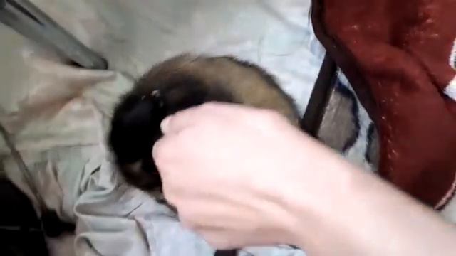 Хорек зимой смотреть онлайн