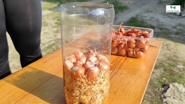 Как вырастить лук в пластиковой бутылке с опилками на подоконнике. Лук на зелень своими руками Перо смотреть онлайн