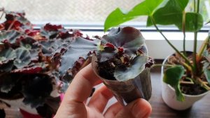 Комнатные Бегонии 5 неприхотливых сортов. Что лучше: Пересадка или Омоложение? ??