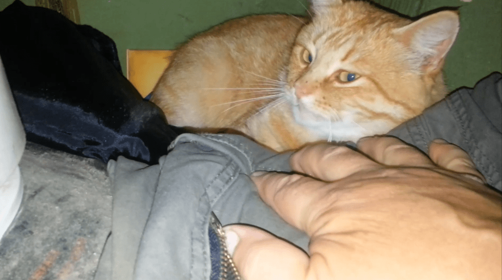 Кот и тайная комната смотреть онлайн