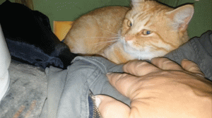 Кот и тайная комната