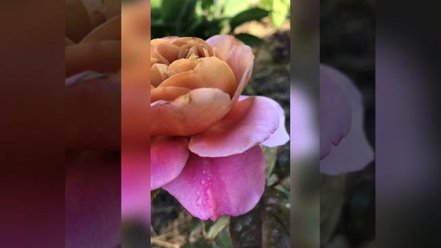 Rose Distant Drums смотреть онлайн
