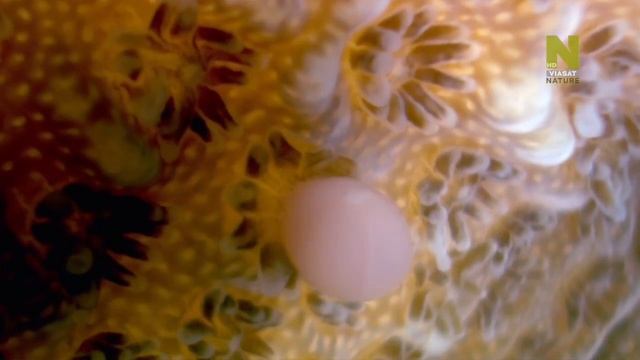 Царство кораллов ⁄ Coral Kingdoms Подводный мир смотреть онлайн