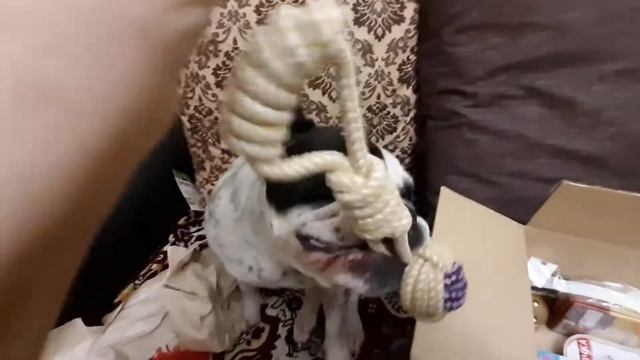 Рождественские подарки для бульдожки, приятеля Сережки и кота Прошки смотреть онлайн