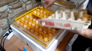 Инкубация в домашних условиях