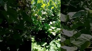 Смородина чёрная Глобус