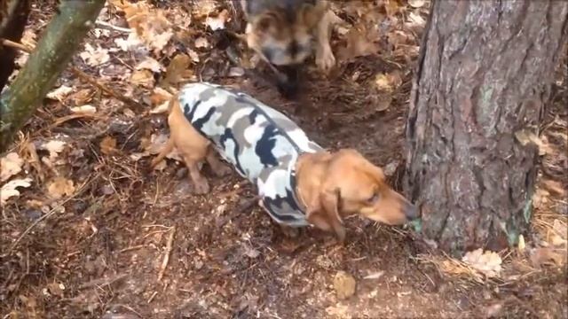 Дикие собаки смотреть онлайн