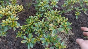 Чем подкормить весной садовые азалии и рододендроны. Какие нужны  удобрения в этот период.