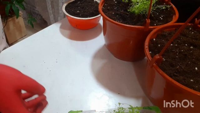 Пикирую лобелию #лобелия#пикировка смотреть онлайн