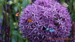 Лук декоративный Глоубмастер (luk-dekorativnyy) ? обзор: как сажать, луковицы лука Глоубмастер