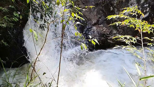 Relaxing River Flowing in the Forest in the LangBiang Mountain Range - Water Sounds for Sleep, Rela смотреть онлайн