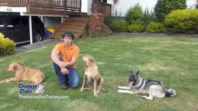 The online dog trainer review Welcome To The Online Dog Trainer смотреть онлайн
