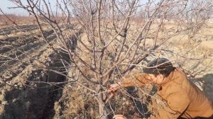 Мастер клас для начинающих по обрезке миндаля