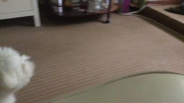 Собака Бишон Фризе гавкает смотреть онлайн