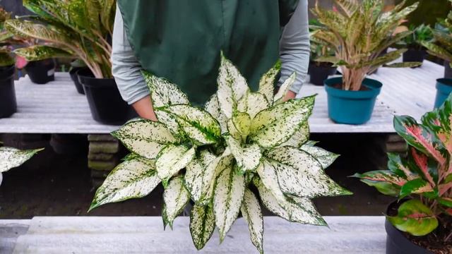 Jual Aneka Tanaman Hias Aglonema Menor Rimbun Murah Meriah смотреть онлайн