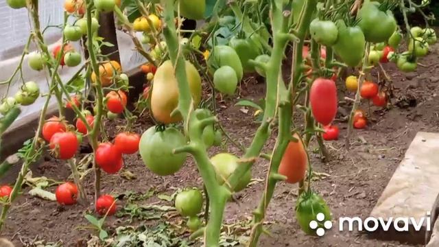 Томаты скороспелые от Надежды Майковой. смотреть онлайн