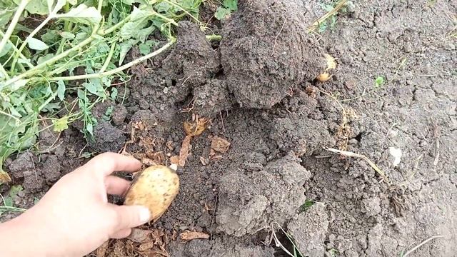 как вырастить картошку из очисток. смотреть онлайн