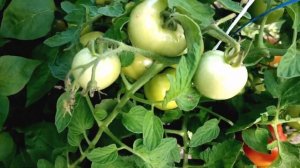 Самый лучший сорт томата для открытого грунта в Ленинградской области волгоградский.