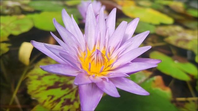 Nymphaea micrantha смотреть онлайн