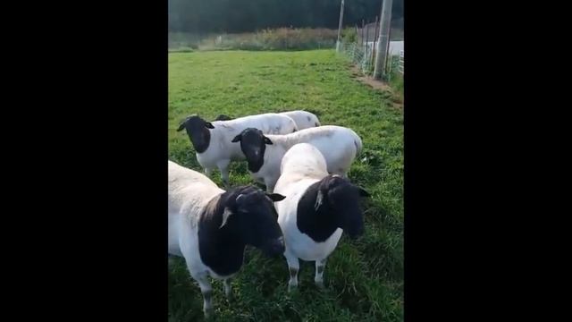 Продажа баранов породы дорпер. Черноголовые бараны-производители смотреть онлайн