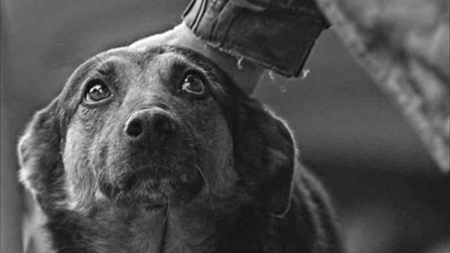 Дедушка принёс свою собаку на усыпление, причина заставила растрогала до слез даже ветеринара... смотреть онлайн