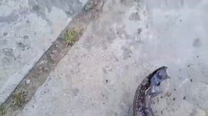 Замена тросиков ручника и колодок на MITSUBISHI LANCER X