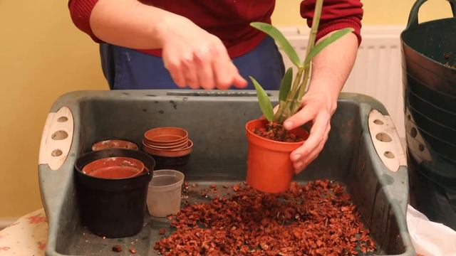 Imported Bare-Root Orchids: How to Pot and Settle Them In смотреть онлайн