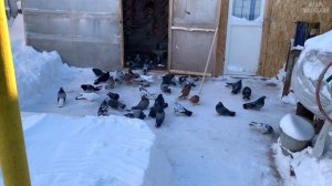 Николаевские голуби Самарская область. Продажа 8 (963) 914-84-16