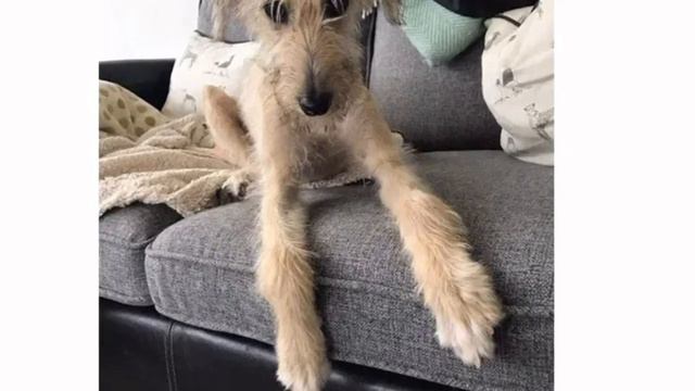 Эта собака была в таком плохом состоянии , что ее хотели только усыпить .. Других вариантов не было смотреть онлайн