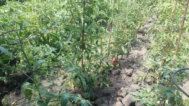 Пчёлы.мини пасека.Всё на четырех сотках.. смотреть онлайн