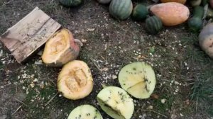 Арбузик с секретом... Новый сорт КАВБУЗ.